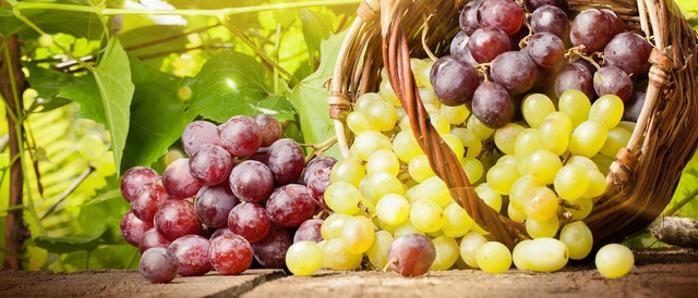 Когда можно открывать саженцы винограда весной?